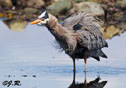 Ardea herodias